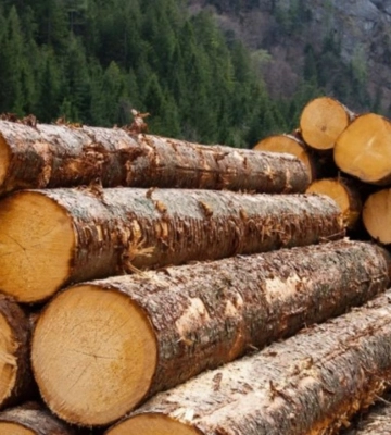 Украина запретила экспорт необработанной древесины Украина запретила экспорт необработанной древесины