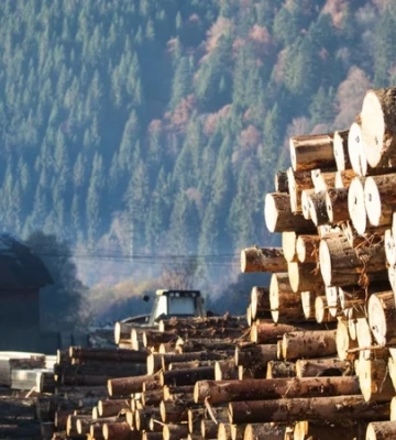 Правительство временно запретило экспорт необработанной древесины Правительство временно запретило экспорт необработанной древесины