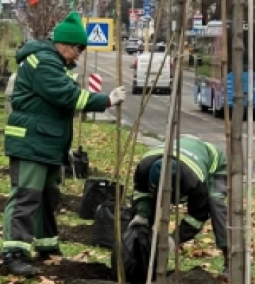 У Миколаєві триває висадка дерев
