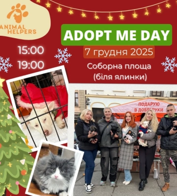 У Чернівцях до Дня Миколая проведуть «Adopt Me Day» для тварин, що шукають дім