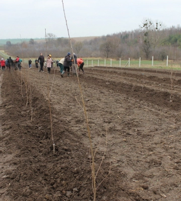 На Волині судили 50-річну колаборантку