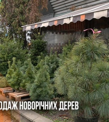 Від бюджетних "мотанок" до великих хвойних дерев: скільки коштують новорічні ялинки у Рівному (ВІДЕО)