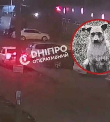 Вбили собаку на ж/м Червоний Камінь у Дніпрі: з'явилося відео моменту