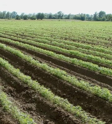 Врожайність — 100 тонн з гектара. Аграрії з Черкащини збільшать площі під однією з популярних агрокультур