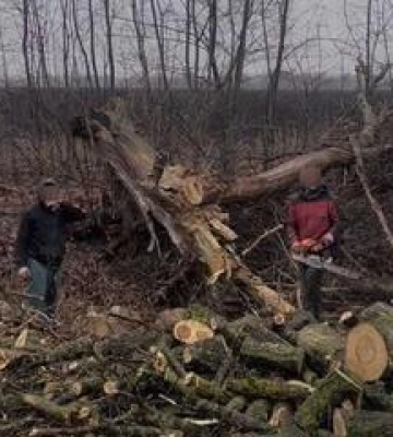 На Полтавщині викрили незаконну вирубку дерев