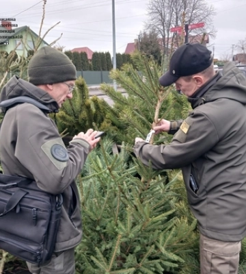 Ялинки-нелегалки: на Волині перевірили точки продажу святкових деревець