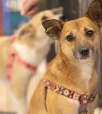 У Києві на різдвяному AdoptMe Days шукатимуть дім для тварин із понад 40 притулків