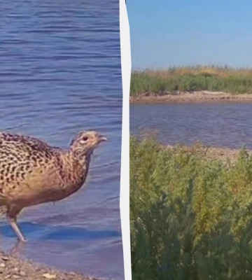 У заповіднику на Одещині зафіксували фазана, який п’є солону воду з лиману