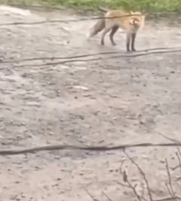 У Луцьку лисиці розгулюють біля приватних будинків (ВІДЕО)