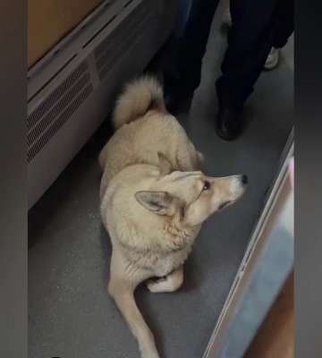 За 35 км от дома: из поезда "Укрзализныци" высадили собаку, которая зашла в вагон (видео)