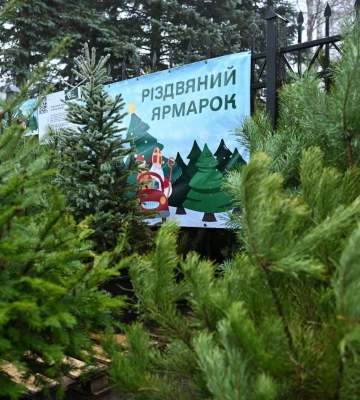 За скільки на Рівненщині можна купити новорічне дерево