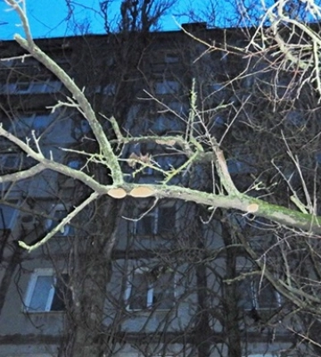 У Миколаєві затримали власника квартири, з вікна якої вистрибнула дівчина: її утримували силою