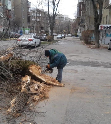 Буревій у Харкові повалив десятки дерев: наслідки (оновлено, фото)