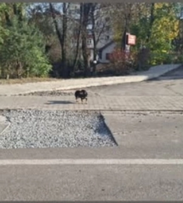 У Луцьку відновили асфальт після земляних робіт на вулиці Задворецькій
