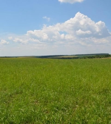 Громаді на Кіровоградщині повернули через суд більше 30 гектарів пасовищ