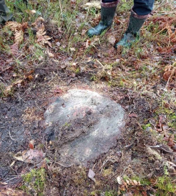 На Волині викрили масштабну незаконну вирубку лісу, що завдала понад 8 мільйонів гривень збитків
