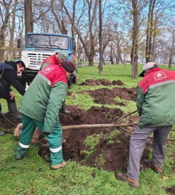 В одеському парку Перемоги висадили екзотичні дерева