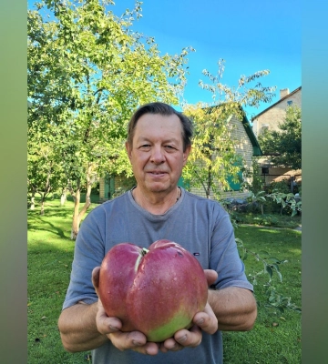 Киевлянин вырастил яблоко весом 1,28 кг 