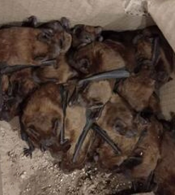 У Полтаві під час ремонту пошкоджених будинків рятують сонних кажанів