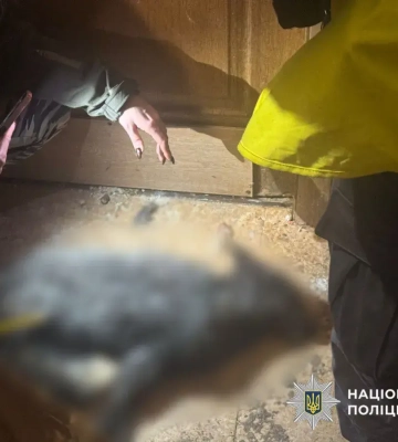 Киянка потрапила до лікарні після нападу дикого вовка, якого тримала у квартирі (ВІДЕО)
