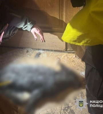 У власниці вовка на Оболоні знайшли інших тварин і труп лисиці (ФОТО)