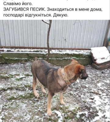 У Чернівцях шукають господаря собаки, який загубився в районі Калічанки