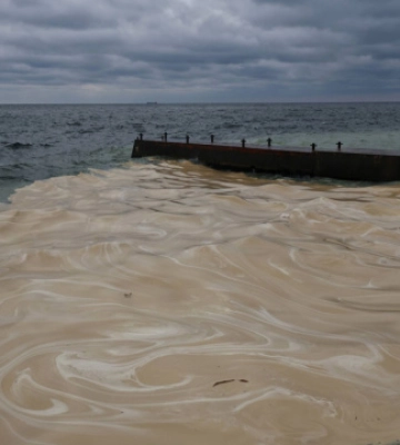 Олійна плівка в Чорному морі ускладнює газообмін і загрожує морським організмам — науковці