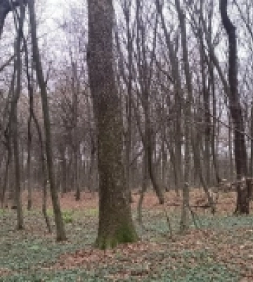 Уперше за час незалежності на Львівщині з’явиться нове заповідне урочище старовікових дерев