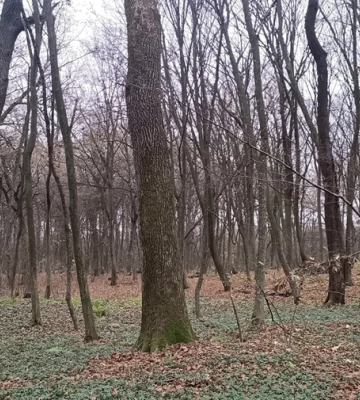 Уперше за час незалежності на Львівщині з’явиться нове заповідне урочище старовікових дерев