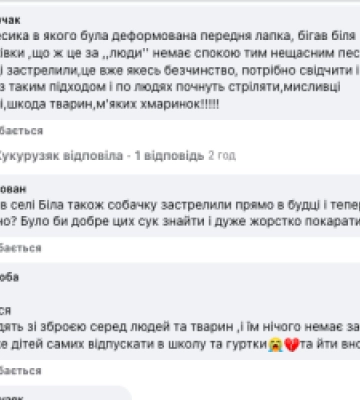 Чернівцями розгулює озброєна людина і відстрілює безпритульних тварин