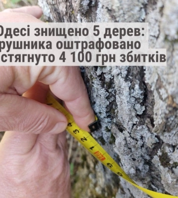 В Одесі чоловік незаконно вирубав дерева