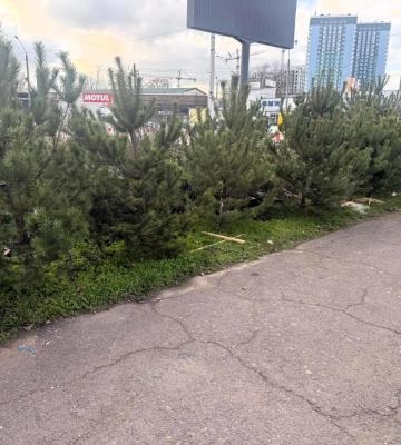 В Одесі виявили нелегальні точки продажу новорічних ялинок