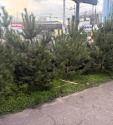 В Одесі зафіксували шість випадків порушень правил продажу новорічних ялинок