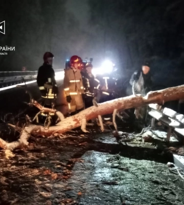 На Львівщині дерево впало на проїжджу частину: на місці працювали рятувальники