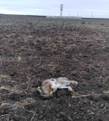 «Де екоінспекція?»: на півдні Одещини мисливці помітили масову загибель диких птахів та зайців (фотофакт)