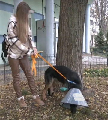 Одеські собаки стали донорами для вівчарки з Херсонщини (відео)