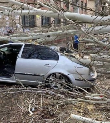 У Запоріжжі на припарковане авто й пішохода впало дерево: чоловік у лікарні