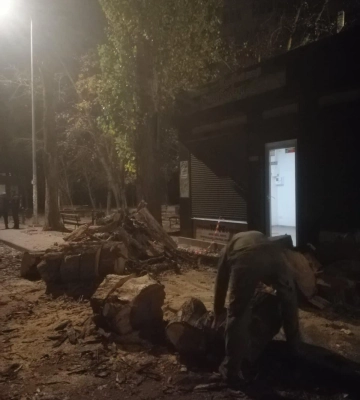 Во время непогоды в Одессе обрушилось несколько деревьев