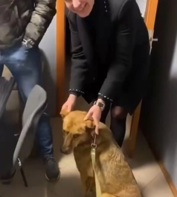 Собака Ляля, яка брала учать в зачистці Куп’янська, знайшла родину у Львові