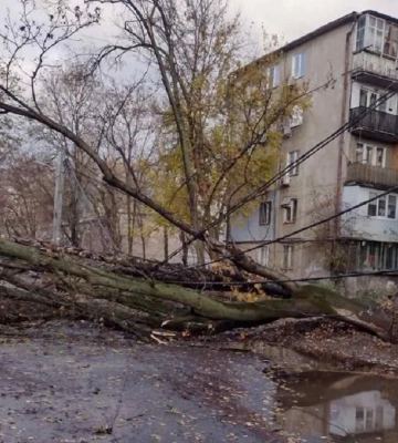 Ветер в Одессе валит деревья и ломает ветки 