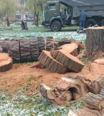 У парку Глоби спилюють дерева: що відбувається