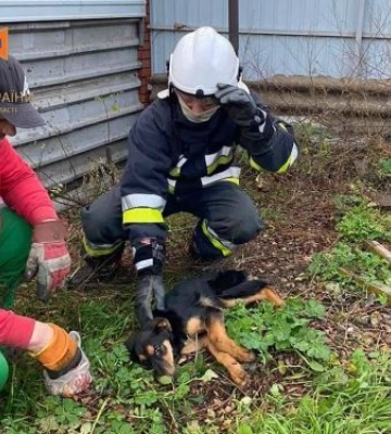 У Запоріжжі рятувальники врятували двох тварин: подробиці
