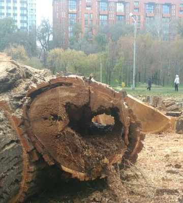 У Дніпрі у парку Глоби зносять аварійні дерева