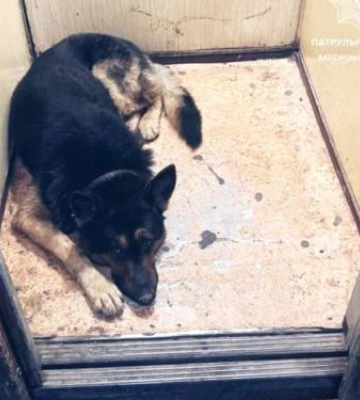 Запорізькі патрульні допомогли повернути загубленого собаку власнику