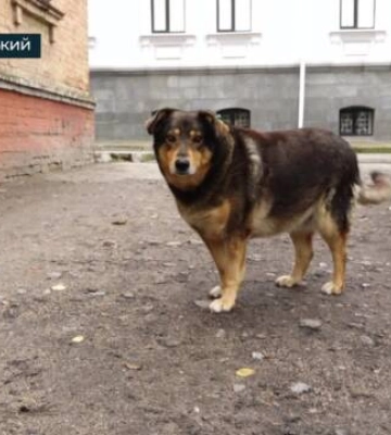 Кропивницька собака Матільда завела сторінку в Instagram (відео)
