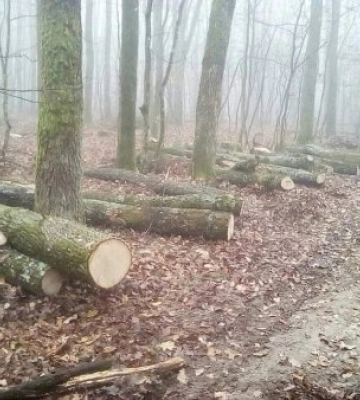 Ліс поблизу Мукачева перетворюється на жахіття 