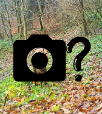 На Закарпатті фотопаска &quot;спіймала&quot; ціле сімейство цікавих звірів /ФОТО