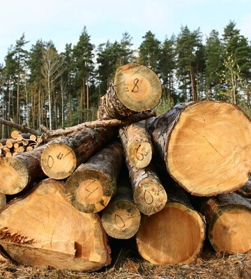 Україна заборонила експорт топливної деревини