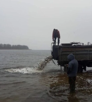 На Черкащині фахівцями Держекоінспекції вселено близько 11 тисяч екземплярів товстолоба у Дніпро