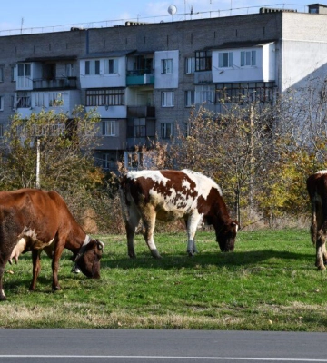 Якою буде погода на Одещині 26-28 листопада